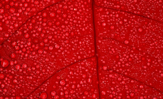 Red leaf water drops macro 4 - a red leaf free wallpaper for desktop