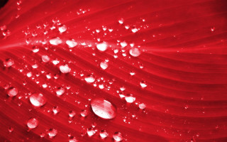 Red flower water droplets macro 34 - petal free wallpaper for desktop