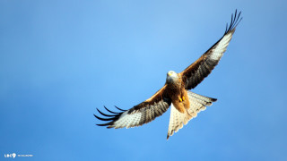 Large bird prey flying wings - wildlife photography free wallpaper