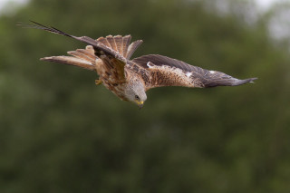 Bird flying trees background blurry - wildlife photography free wallpaper