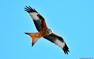 Bird flying blue sky white 2 - wildlife photography free wallpaper