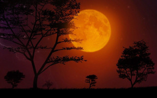 Full moon trees night sky - caspar wolf free wallpaper