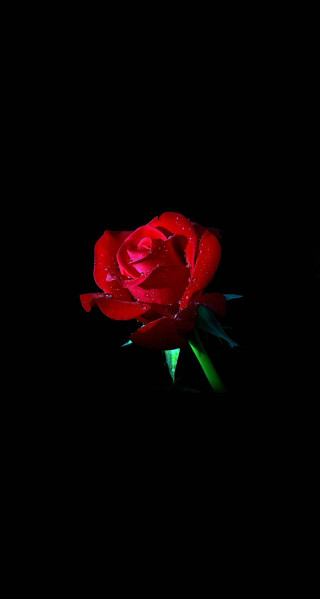 Red rose water droplets petals 2 - the dark free wallpaper for mobile