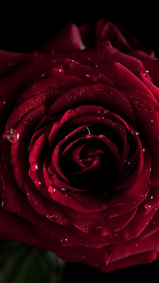 Red rose water droplet rococo - the petal free wallpaper for mobile