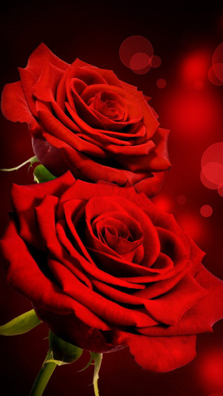 Two red roses table red - anne stokes free wallpaper for mobile