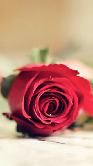 Red rose vase wine romantic - a table top next free wallpaper