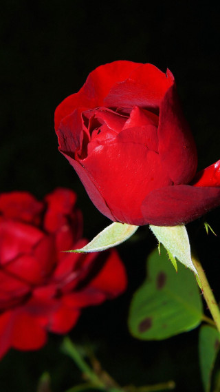Red rose green stem dark 4 - christopher williams free wallpaper for mobile