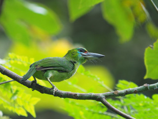 Green bird sitting branch tree - a green bird free wallpaper