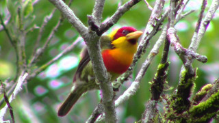 Colorful bird tree branch forest 5 - a tree branch in a forest area free wallpaper