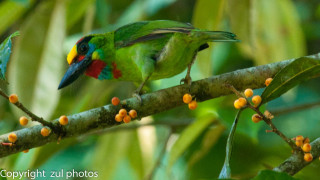 Green bird branch berries christmas - berry free wallpaper for desktop