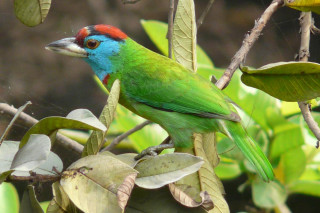 Colorful bird perched tree branch 8 - male free wallpaper for desktop