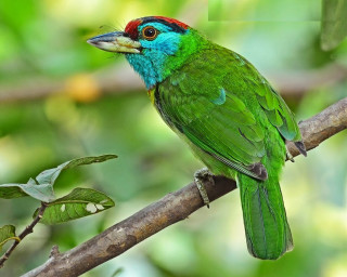 Green red bird branch leaves - a red head free wallpaper