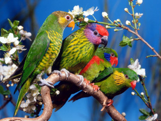 Colorful birds branch white flowers - colorful bird free wallpaper