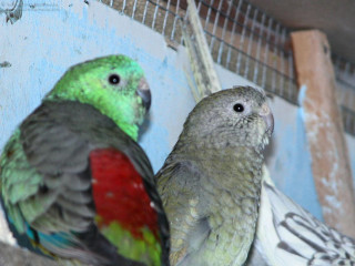 Two birds sitting perch cage - two bird free wallpaper
