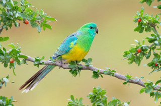 Colorful bird perched branch tree - elizabeth durack free wallpaper
