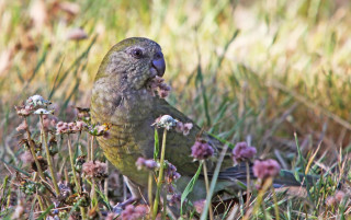 Bird standing grass eating flower - female free wallpaper
