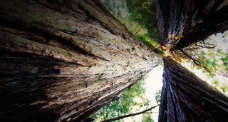 Trees sky forest view upward - andy goldsworthy free wallpaper