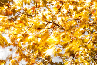 Tree yellow leaves white sky - a white sky in the background free wallpaper