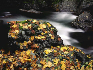 Stream forest rocks leaves trees - andy goldsworthy free wallpaper