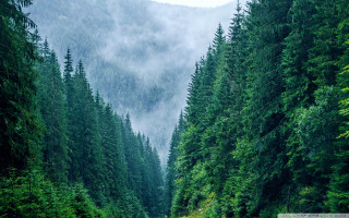 Road trees foggy mountains forest - forest free wallpaper for desktop