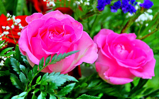 Pink roses blue red flowers - a green leafy plant free wallpaper