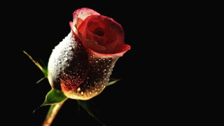 Red rose dew petals black - dew free wallpaper
