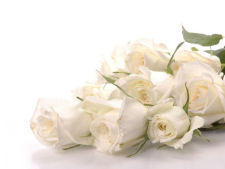 White rose bouquet green stem - single free wallpaper for desktop