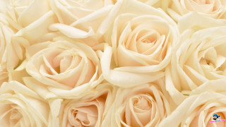 White roses diamond ring bouquet - a diamond ring free wallpaper