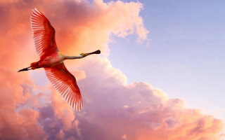 Large bird flying cloudy sky - sky behind free wallpaper