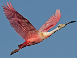 Large bird long neck flying - wildlife photography free wallpaper