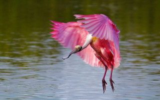Pink bird flying over water - a long beak free wallpaper