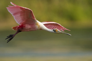 Pink bird flying over water 2 - wildlife photography free wallpaper