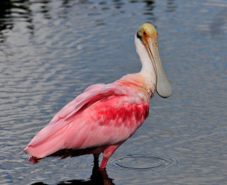 Pink bird long bill water - a pink bird free wallpaper