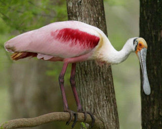 Pink white bird branch outdoors - a long beak free wallpaper