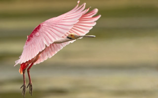 Pink bird flying water land - a long beak free wallpaper