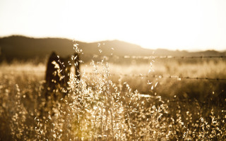 Person standing field tall grass - in the background free wallpaper