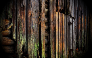 Wooden wall moss growing door - texture free wallpaper