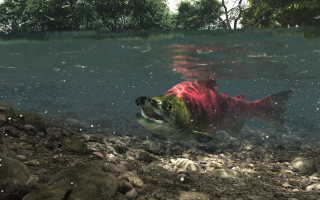 Fish swimming water rocks trees - rock and water free wallpaper