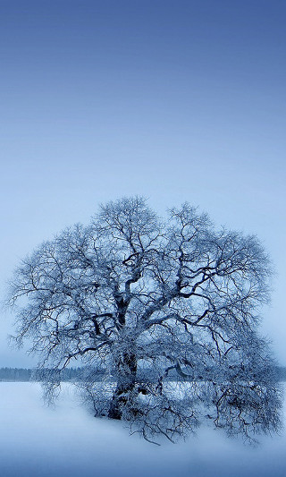 Lone tree snowy field blue 2 - a lone tree in a snowy field free wallpaper for mobile