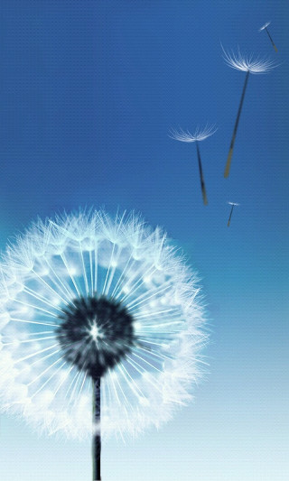 Dandelion flying seeds blue sky - seed free wallpaper