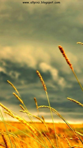 Tall grass cloudy sky power - tall grass free wallpaper for mobile