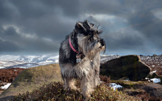 Shaggy dog hill cloudy sky - top of a hill free wallpaper