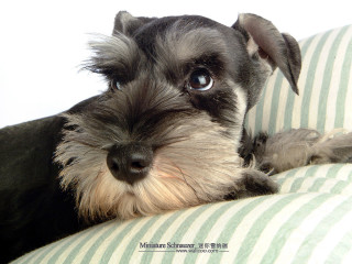 Dog couch striped pillow black - dog free wallpaper for desktop