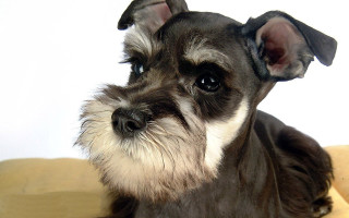 Dog sitting couch sad look - facial free wallpaper