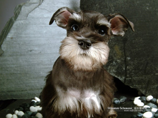 Small dog sitting on rocks - a sad look free wallpaper