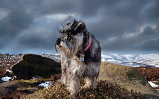 Dog grass hill mountain snow - top of a grass free wallpaper