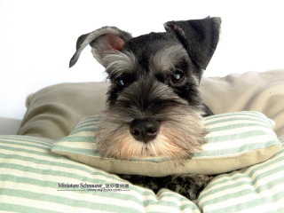 Small dog pillow bed looking - a small dog free wallpaper for desktop