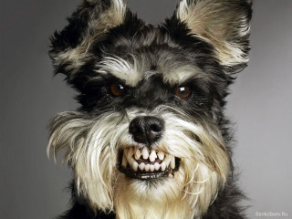 Dog smile fur lion portrait - this picture free wallpaper