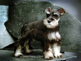 Small dog green chair black - a black nose and tail free wallpaper