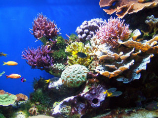 Large aquarium corals fish swimming - a large aquarium free wallpaper